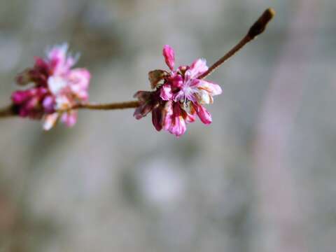 Image of longstem buckwheat