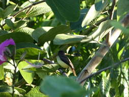 Image of Sad Flycatcher