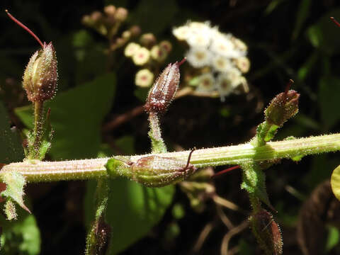 صورة Verbascum brevipedicellatum (Engler) Huber-Morath