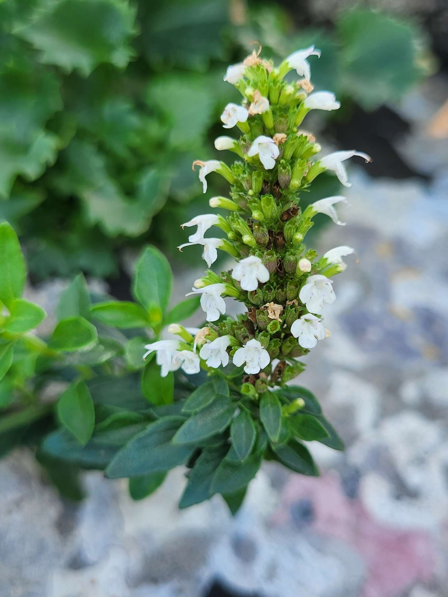 Image of Clinopodium album (Waldst. & Kit.)