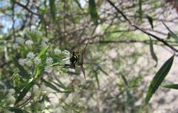 Imagem de Stictia arcuata (Taschenberg 1870)