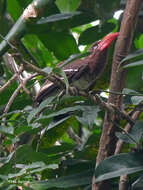 Image of Dwarf Hornbill