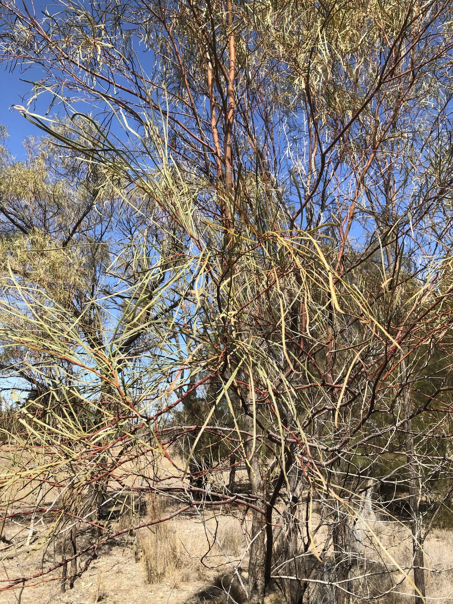 Imagem de Acacia stenophylla A. Cunn. ex Benth.