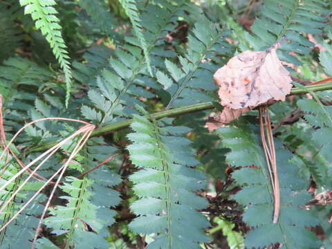 Image of Polystichum muricatum (L.) Fée