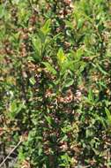 Plancia ëd Prunus prostrata var. concolor (Boissier) Lipsky