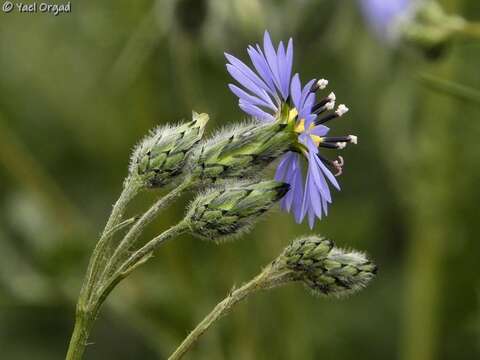 Image of Volutaria crupinoides (Desf.) Maire