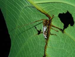 Image of Acalolepta biocellata (Breuning 1940)