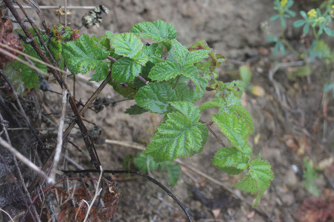 Слика од Rubus ursinus Cham. & Schltdl.