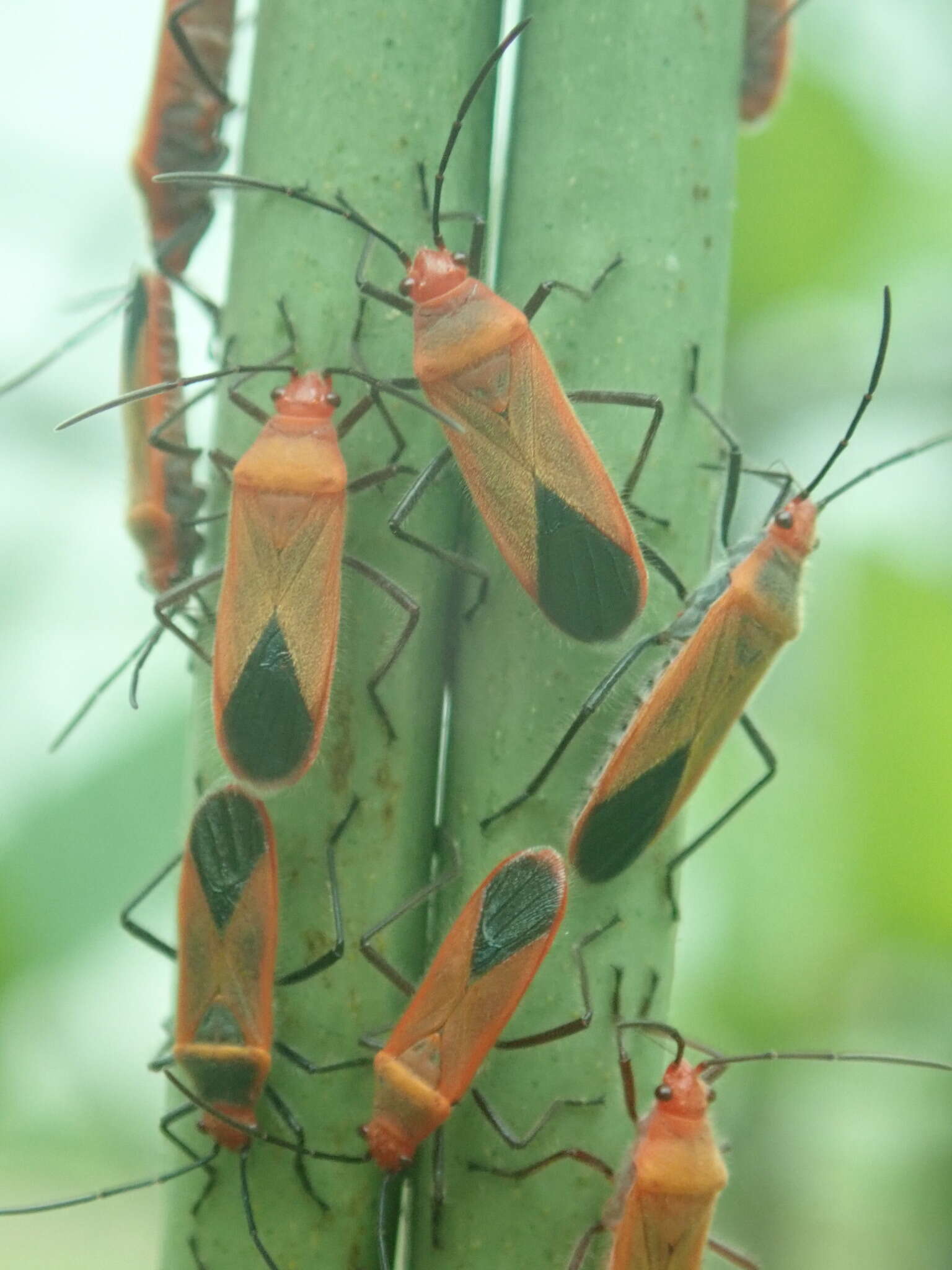 صورة Arocatus nanus (Breddin & G. 1900)