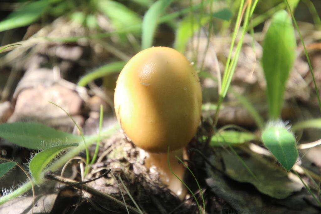 Image de Amanita contui Bon & Courtec. 1989