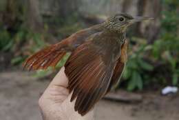 Image of Ocellated Woodcreeper