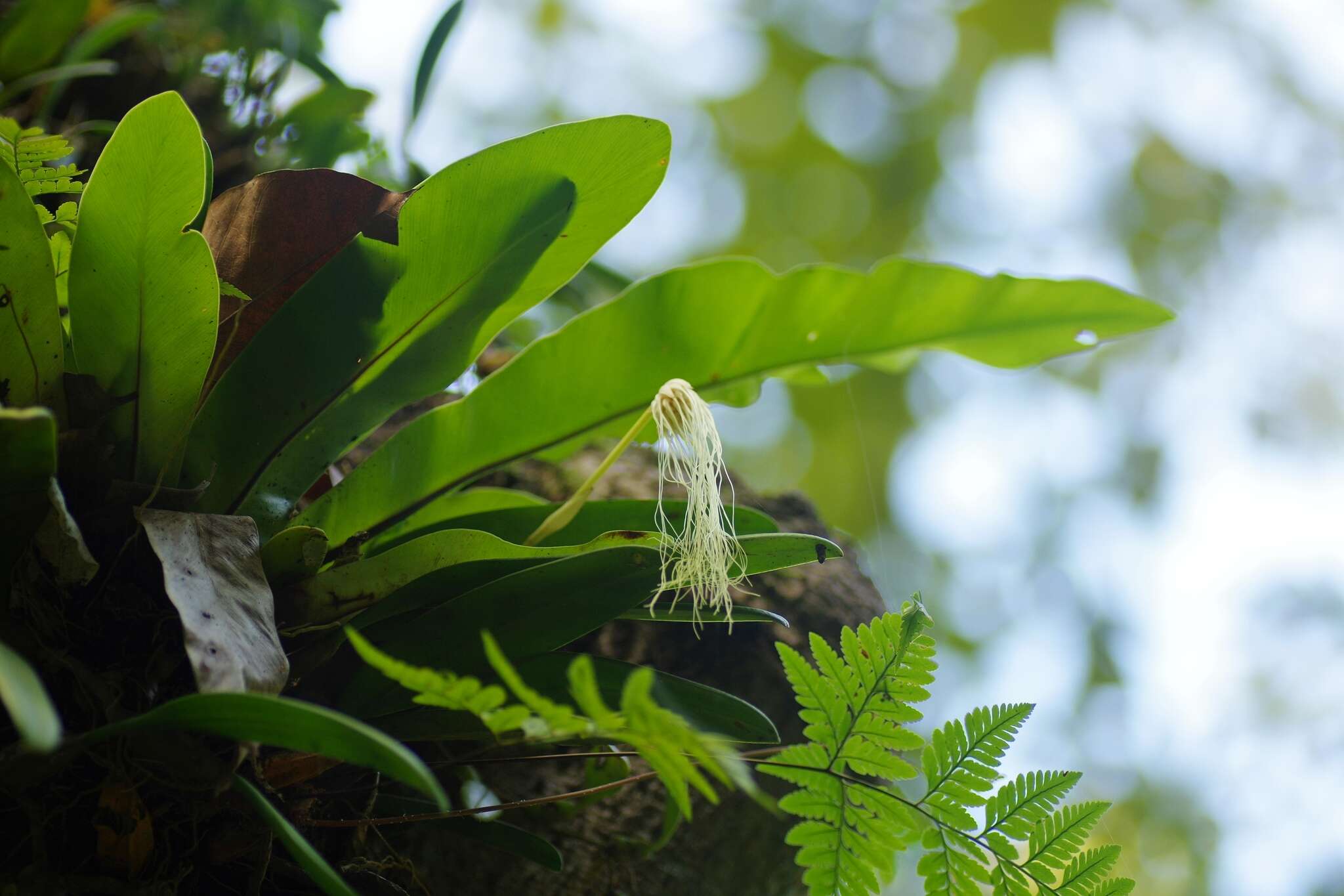 Image of Medusa's Bulbophyllum