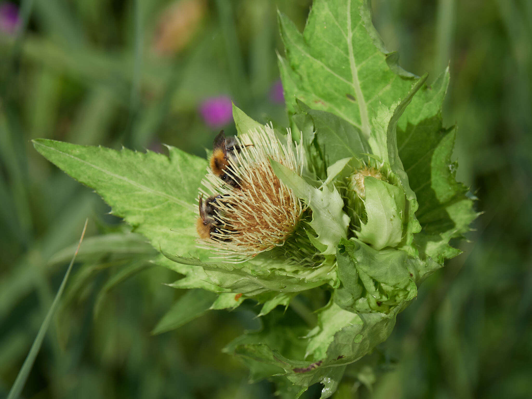 Image of Cabbage Thistle