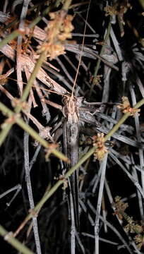 Image of Sooty Longwing