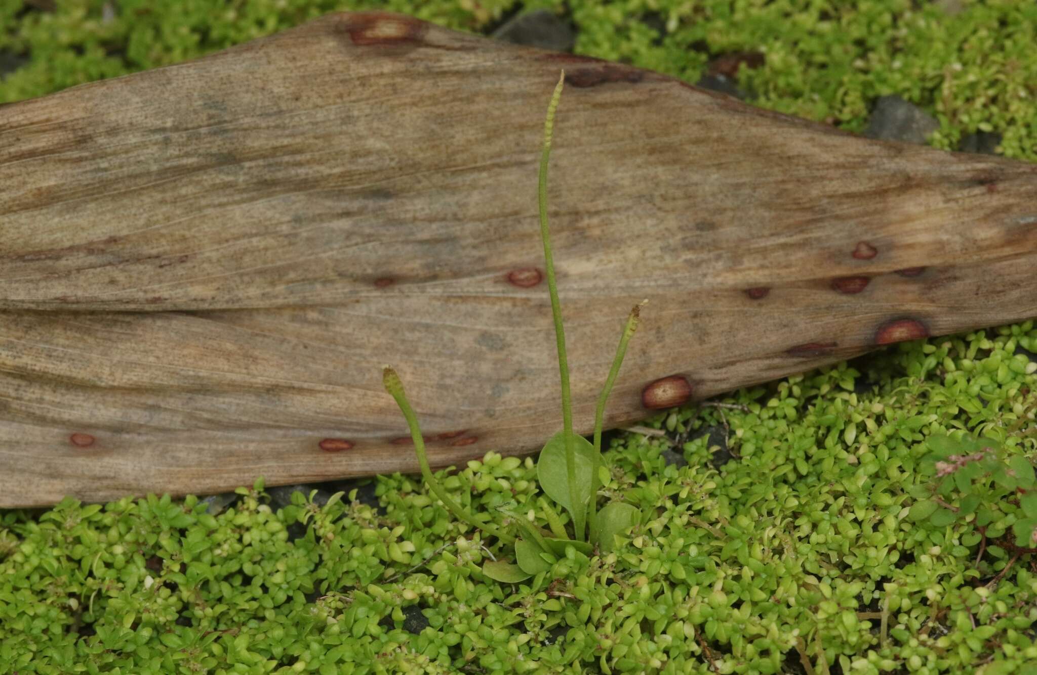 Image of Slender Adder's-tongue