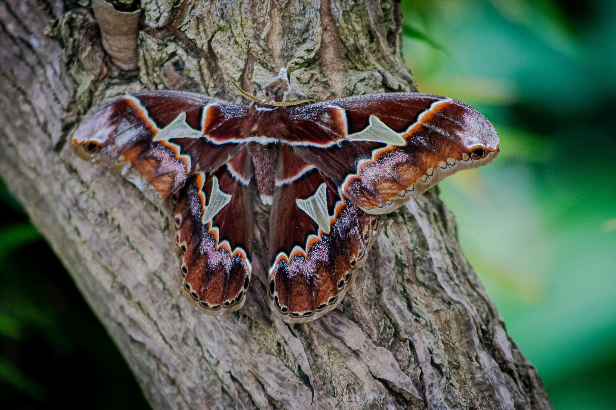 Image of Orizaba Silkmoth