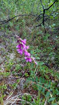 Plancia ëd Hedysarum hedysaroides subsp. arcticum (B. Fedtsch.) P. W. Ball