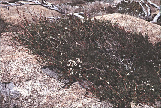 Sivun Leptospermum rupestre Hook. fil. kuva