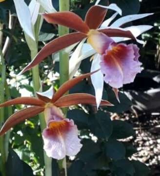 Image de Phaius tankervilleae (Banks) Blume