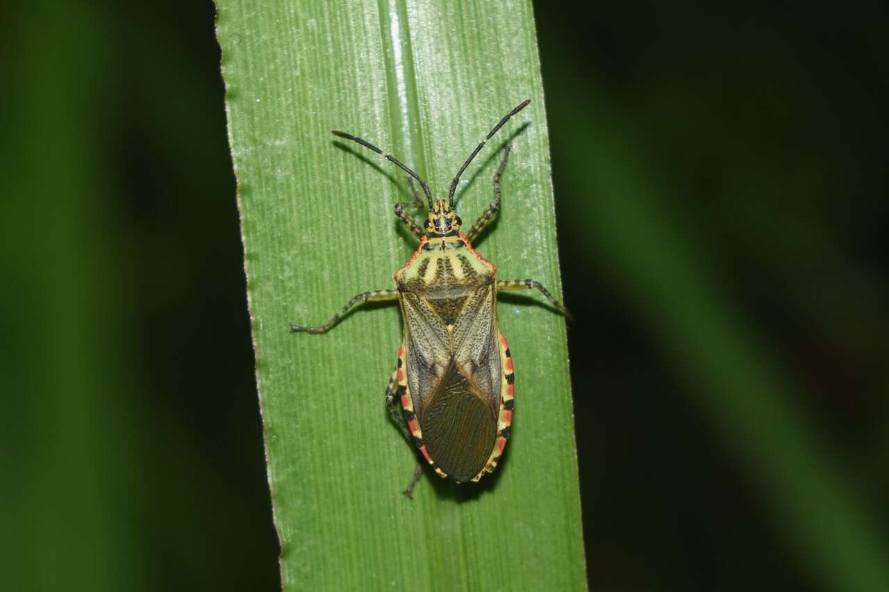 Image of Acidomeria cincticornis Stål 1870