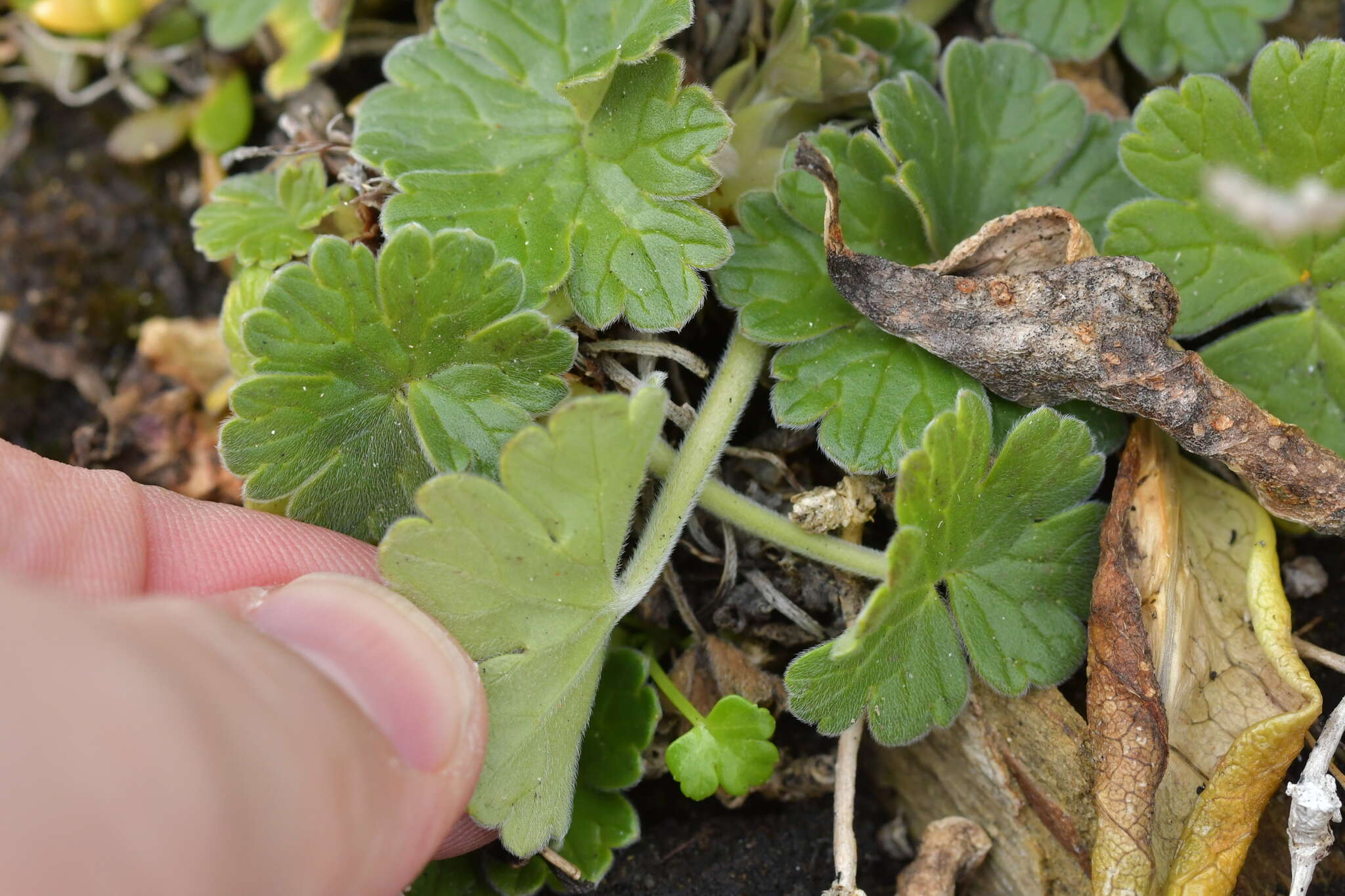 Sivun Geranium traversii Hook. fil. kuva