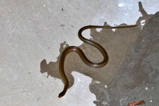 Image of Olive Marsh Snake