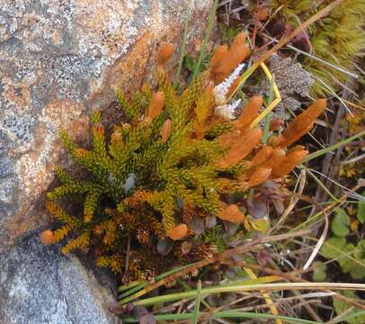 Imagem de Austrolycopodium fastigiatum (R. Br.) Holub