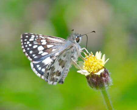 Image of Chloe Checkered-Skipper
