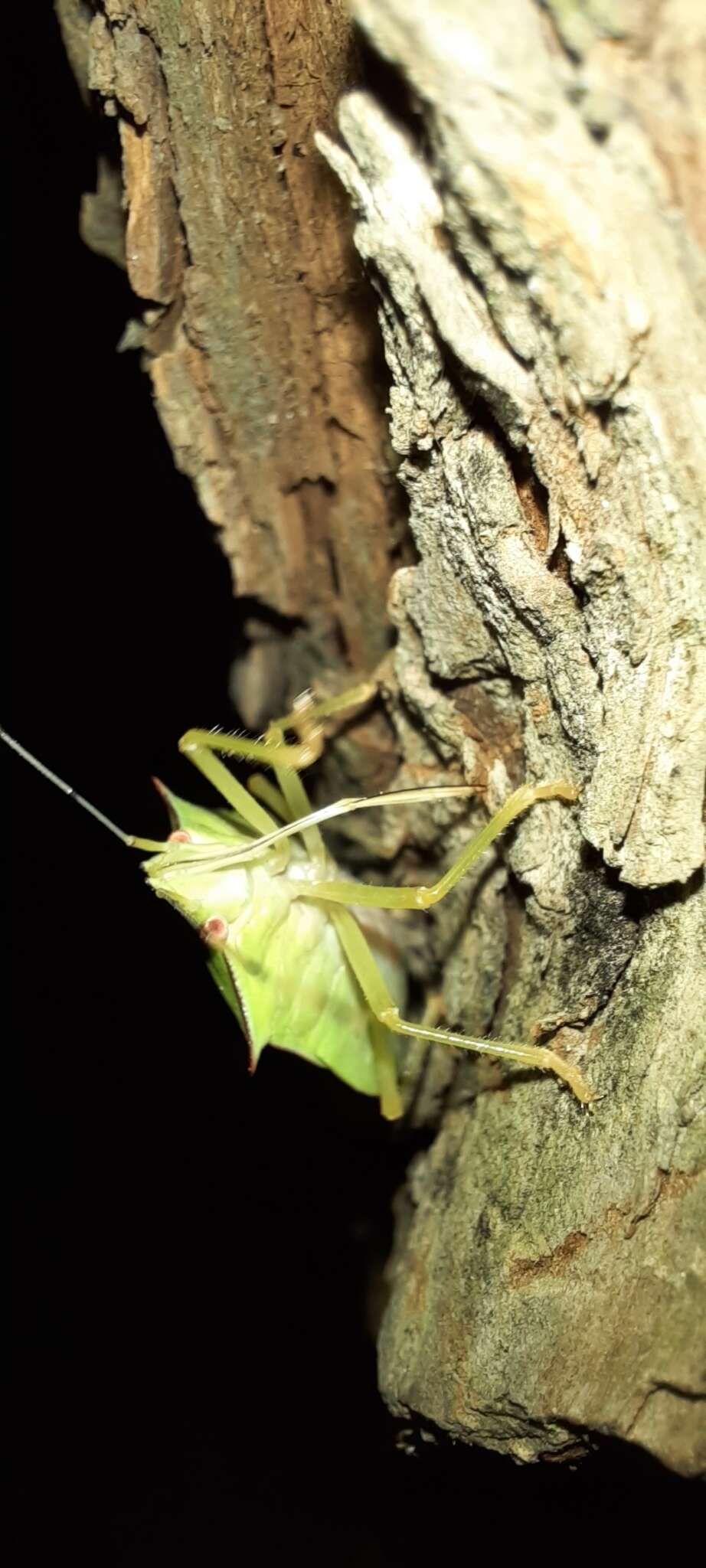 Image of Chlorocoris (Chlorocoris) distinctus Signoret 1851