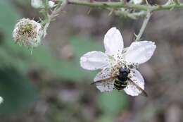 Image of Sericomyia chalcopyga Loew 1863