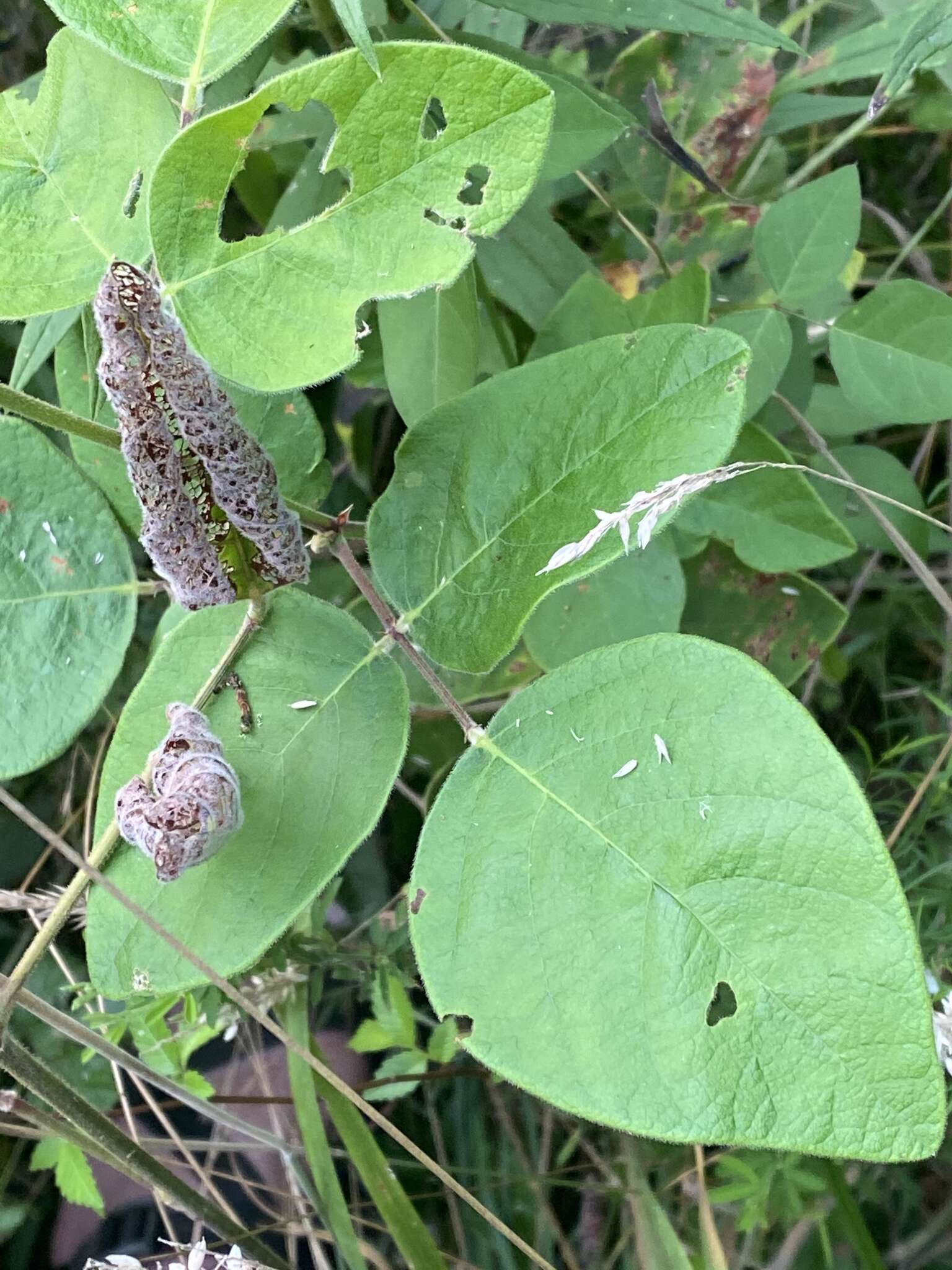 Image of velvetleaf ticktrefoil