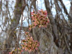 Image of Tetrapterys mexicana Hook. & Arn.