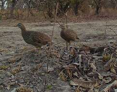 Image of Double-spurred Francolin