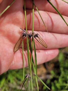 Ceropegia gracilior Bruyns的圖片