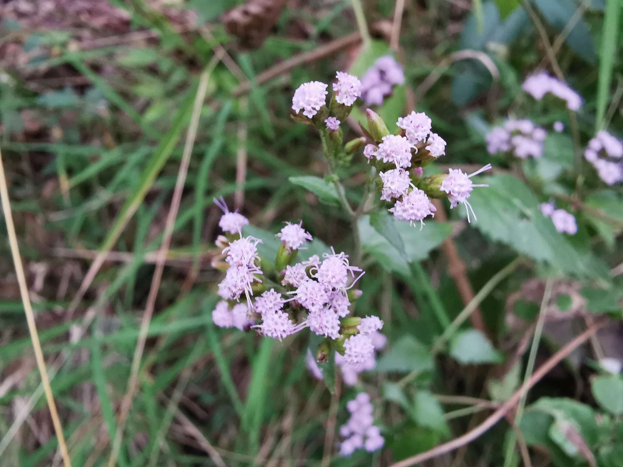 Fleischmannia porphyranthema (A. Gray) R. King & H. Rob. resmi