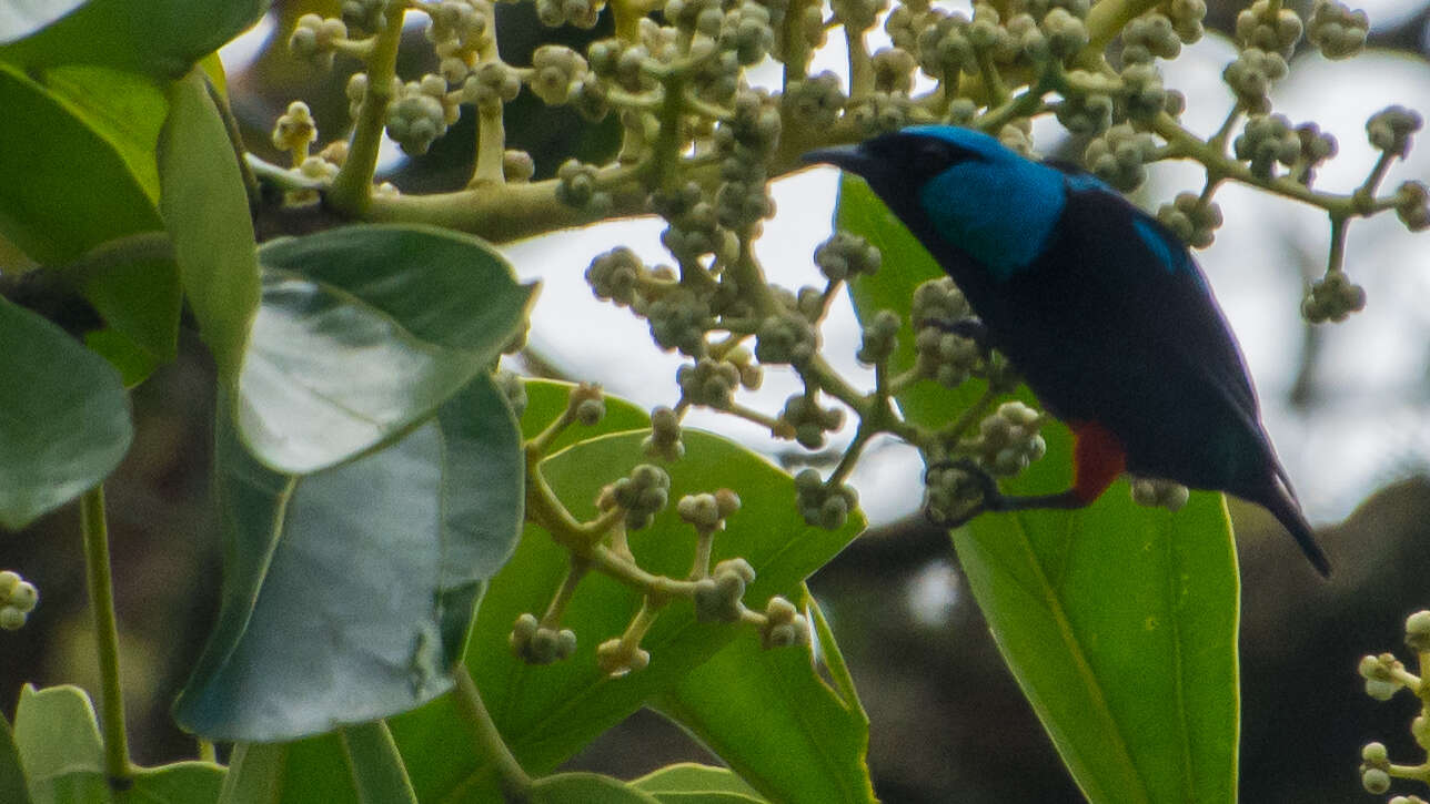 Image of Scarlet-thighed Dacnis