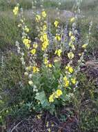 Image of Verbascum undulatum Lam.