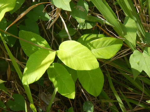 Imagem de Stigmaphyllon floribundum (DC.) C. Anderson