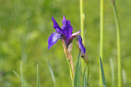Image of German Iris