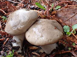 Hygrophorus agathosmoides Lebeuf, E. Larss. & Bellanger的圖片