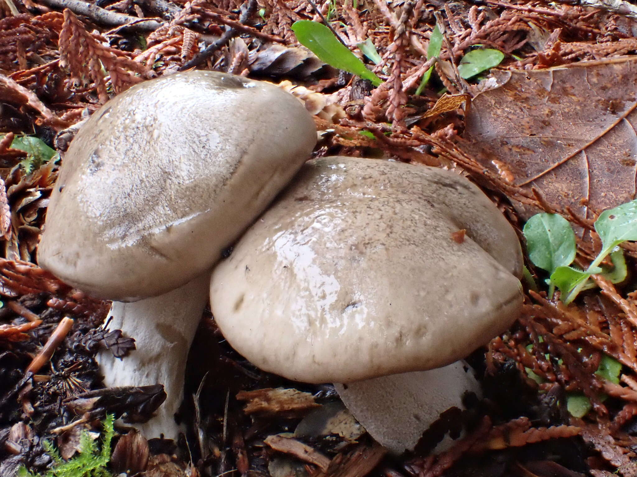 Hygrophorus agathosmoides Lebeuf, E. Larss. & Bellanger的圖片