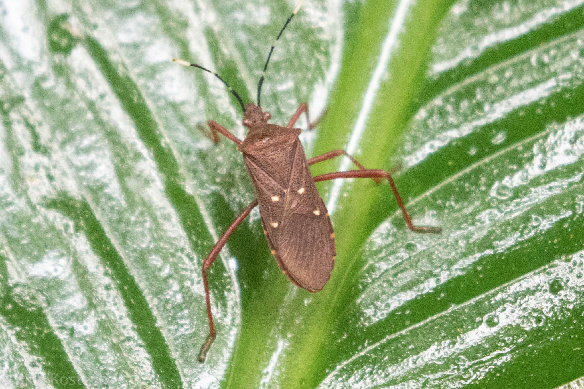 Image of Leptoscelis quadrisignatus (Distant 1881)