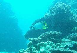 Image of Acropora Butterfly