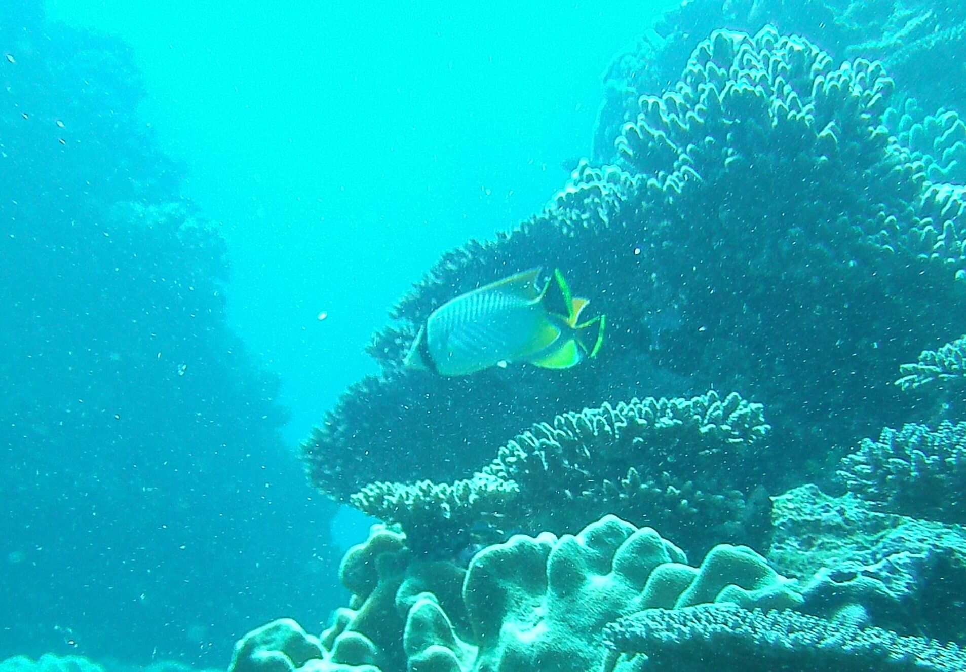 Image of Acropora Butterfly