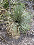 Слика од Yucca thompsoniana Trel.