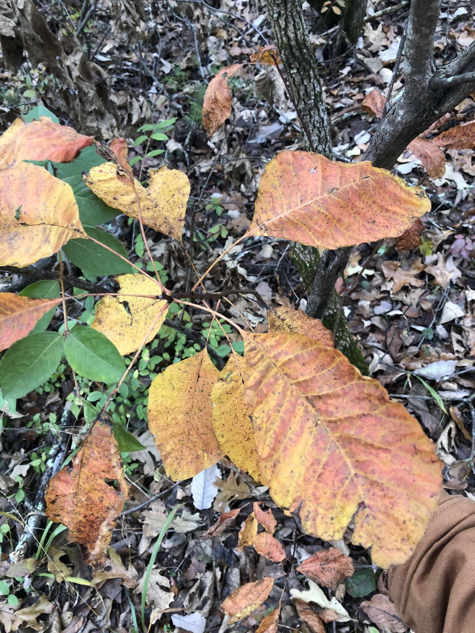 Imagem de Cotinus obovatus Raf.