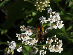 Image de Helophilus hybridus Loew 1846