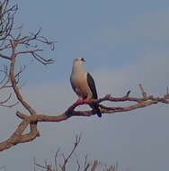 Image of Spice Imperial Pigeon