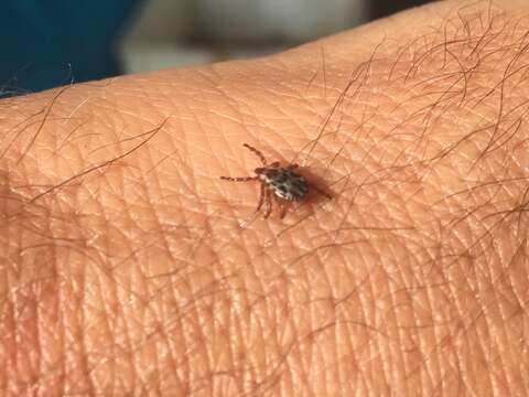 Image of Rocky Mountain Wood Tick