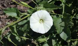 Image de Calystegia macrostegia subsp. intermedia (Abrams) Brummitt